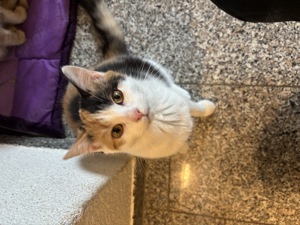 Hauskatze Mödchen
