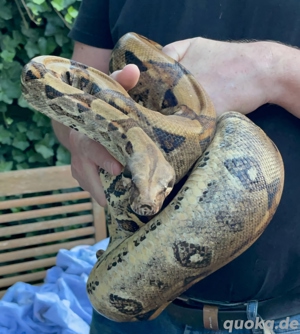 Boa Constrictor