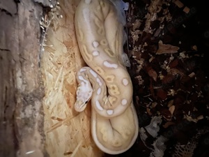 Königspython mit oder ohne Terrarium 