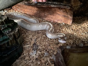 Königspython mit oder ohne Terrarium