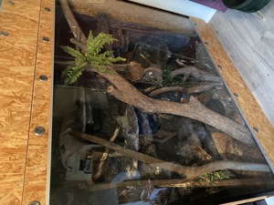 Kornnattern mit oder ohne Terrarium, Amel, Snow