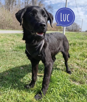 Luc, kleiner Labrador Mix