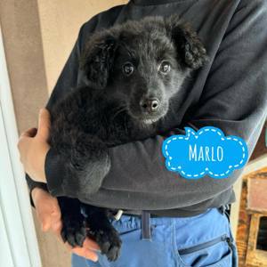 Marlo, zuckersüßer Welpe ähnlich Mudi