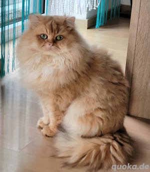 Junger Britisch Langhaar-Kater, BLH, BKH, Kurzhaar 