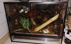 Bavayia borealis Gecko inkl. Terrarium 