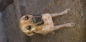 Rufus italienisch deutsche Dogge 8 Jahre Rüde Platz vor Preis 