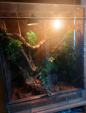 Kornnatter mit Terrarium 