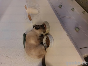 siam kater 