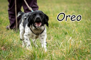 Darf Ihr Leben durch den Knusperkeks Oreo ein wenig bunter werden?