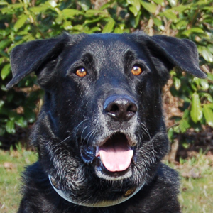 Baldur, 8 Jahre - Labrador-Schäferhund-Mix - Tierhilfe Franken e.V.