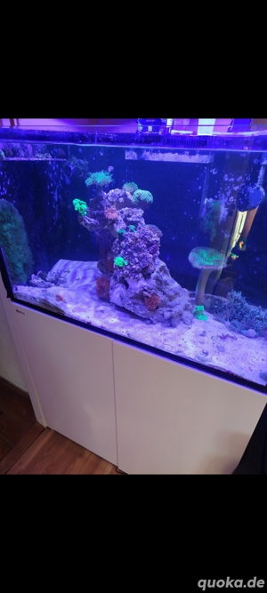 meerwasser redsea Auflösung 