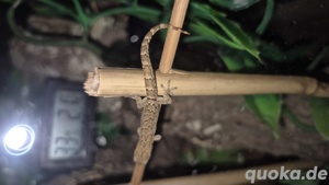 Jungferngecko Bild 4
