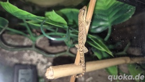 Jungferngecko Bild 8