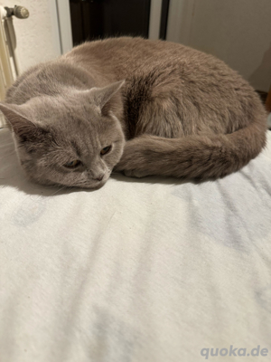 chartreux katze zu verkaufen 