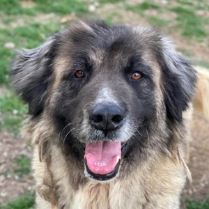 Harper, geb. ca. 12 2018, lebt in GRIECHENLAND, im städt. Tierheim Serres