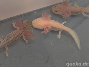Wunderschöne Axolotl Nachzuchten div. unikat- Farbschläge suchen neue Familie!