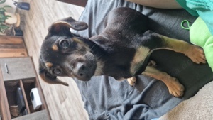 Kleine Tiny sucht ein zu Hause