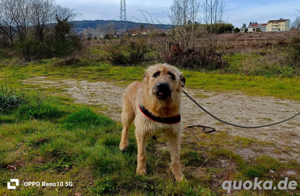 ZAYON, der verlorene Prinz auf vier Pfoten Bild 6