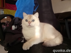 fee sucht ein tollen kater....
