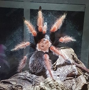 Brachypelma boehmei