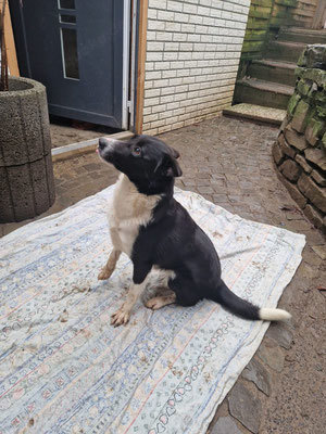 Tierschutzhund SELMA