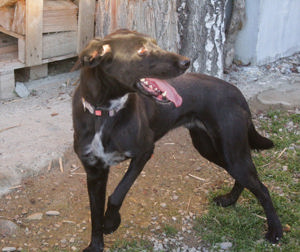 *XENA* ist verspielt, fröhlich, zugänglich aber auch voller Energie. Sie liebt die Nähe des Menschen