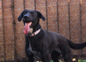 *XENA* ist verspielt, fröhlich, zugänglich aber auch voller Energie. Sie liebt die Nähe des Menschen