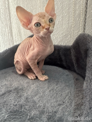sphynx kitten abzugeben