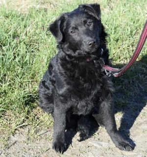 Zizzi, zuckersüßer Mudi Labrador Welpe Bild 2