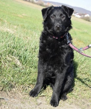 Zizzi, zuckersüßer Mudi Labrador Welpe Bild 3