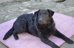 Zizzi, zuckersüßer Mudi Labrador Welpe Bild 5