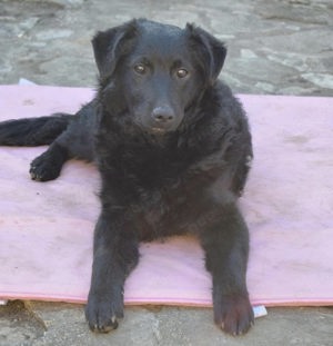 Zizzi, zuckersüßer Mudi Labrador Welpe Bild 6