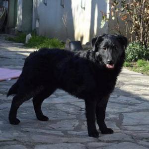 Zizzi, zuckersüßer Mudi Labrador Welpe Bild 4