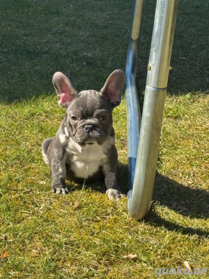 Französische Bulldogge, Hündin 