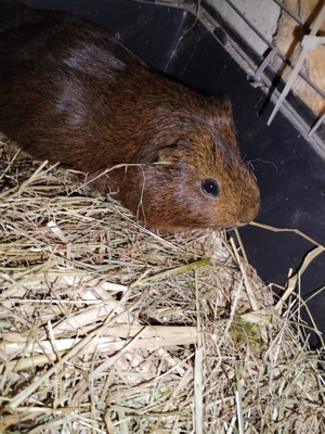 Meerschweinchen 3 Jahre halt männlich 