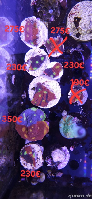 Chalice rainbow crush, flaming bugatti, Meerwasser, Korallen