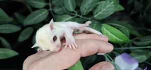 Sugar glider weiblich Rote augen