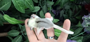 Sugar glider männlich Mozaik