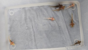 Axolotl Nachwuchs 