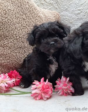 * Mini Bollipoo Welpen * Ausgew. ca. 2 - 3 kg Toypudel x Bolonka Zwetna w. Maltipoo Pudel