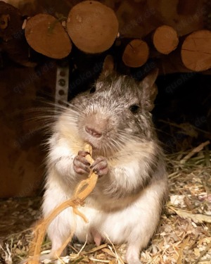Degu männlich abzugeben
