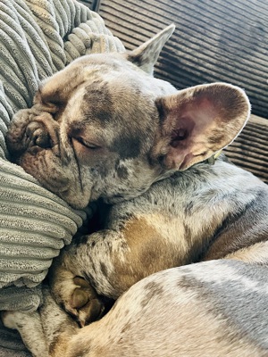 Suchen Chihuahua oder Chi Mix Rüden 