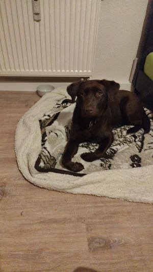 Labrador Hündin abzugeben 