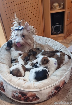 Yorkshire Terrier Welpen in allen Farben
