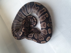 Ghi Hypo Clown 