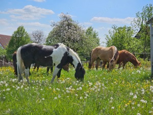 Offenstall mit Paddocktrail und Reitplatz