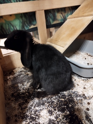 Zwergwidder Kaninchen 