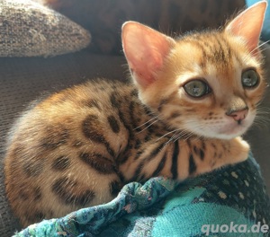 Reinrassige Bengal-Kitten 