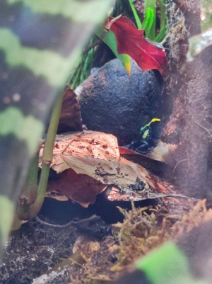 Pfeilgiftfrosch - Dendrobates tinctorius 
