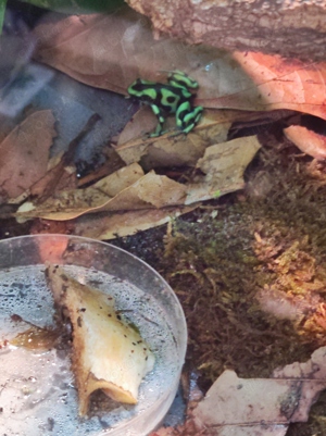 Pfeilgiftfrosch - Dendrobates Auratus Bahia Solano